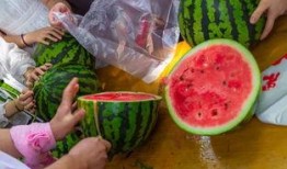 吃瓜视频大全高清,高清盛宴，揭秘娱乐圈幕后故事