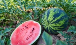 今日吃瓜51cg,揭秘娱乐圈最新热点事件